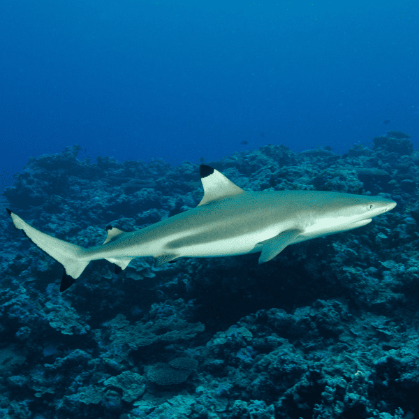 tiburon-punta-negra-sudafrica