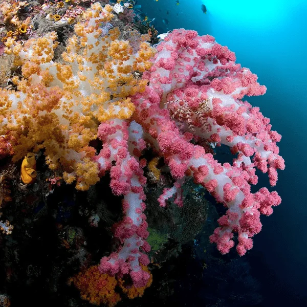 coral-raja-ampat