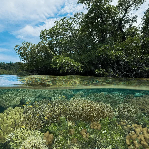 vida-a-bordo-raja-ampat