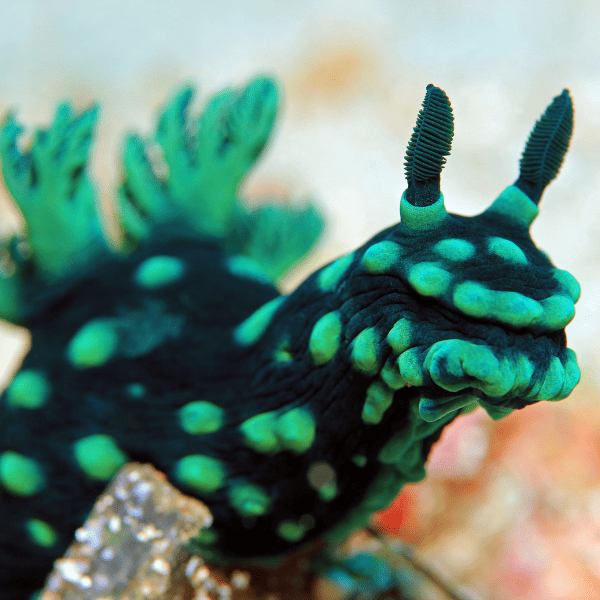 nudibranquio-neon