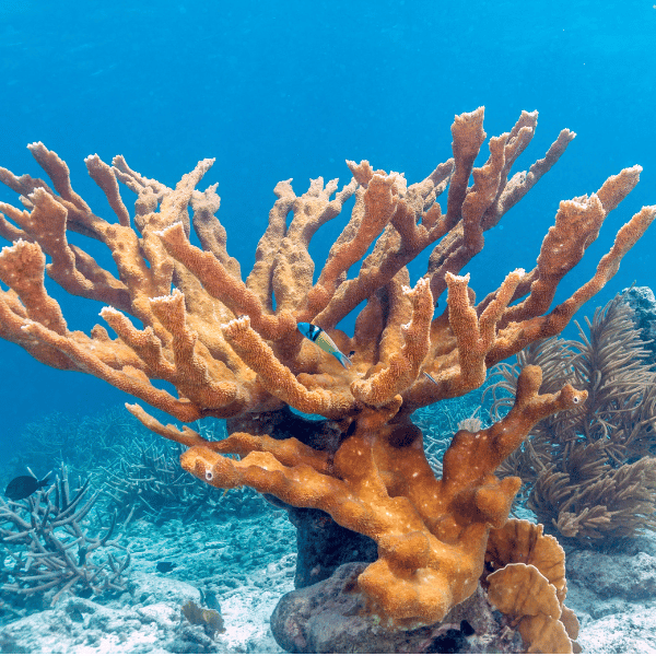 coral-cuerno-alce-bonaire