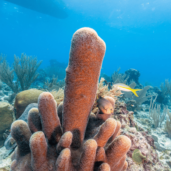 coral-pilar-bonaire