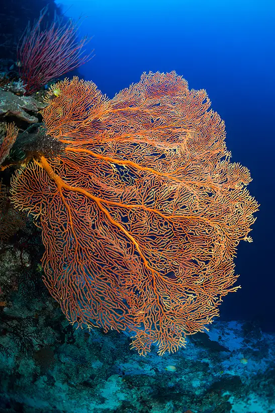 109_fiji_FIJ_11718_FB