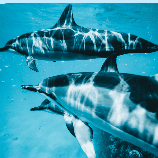 delfin-mar-rojo