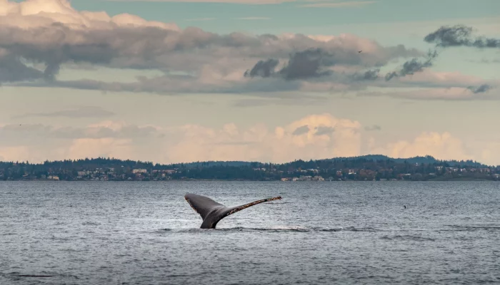 hermosa-foto-de-una-ballena-jorobada-buceando-en-la-costa-de-vancouver-bc-canada hermosa-foto-de-una-ballena-jorobada-buceando-en-la-costa-de-vancouver-bc-canada