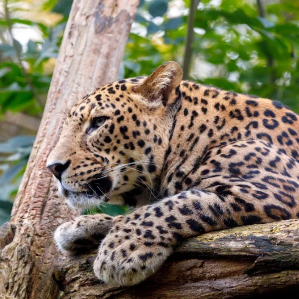 leopardo-srilanka
