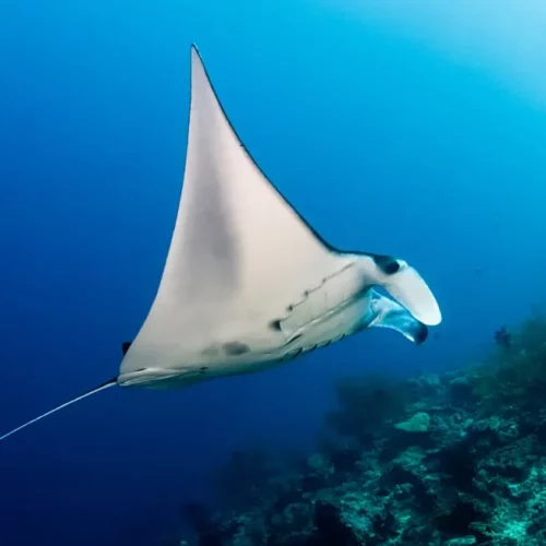 manta-filipinas manta-filipinas