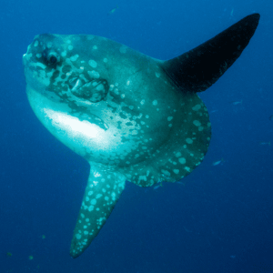 mola-mola-bali