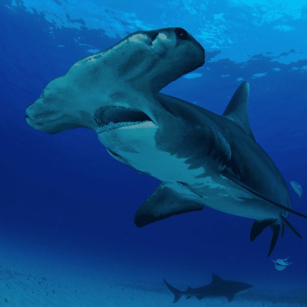 tiburon-martillo-buceo-bimini