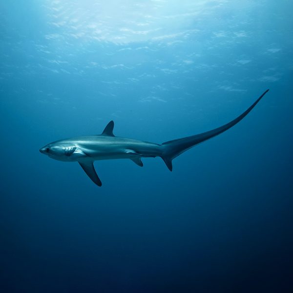 tiburon-zorro-bucear-en-malapascua-exprime-filipinas-m