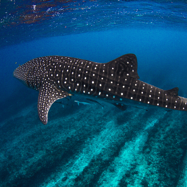 tiburonballena-maldivas