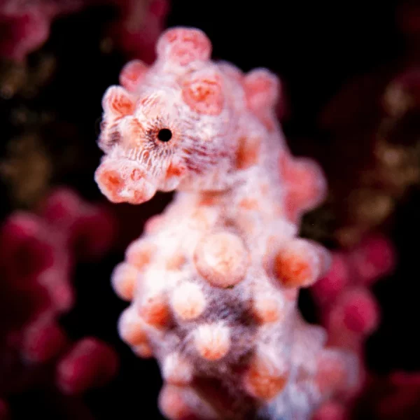 viaje-buceo-filipinas